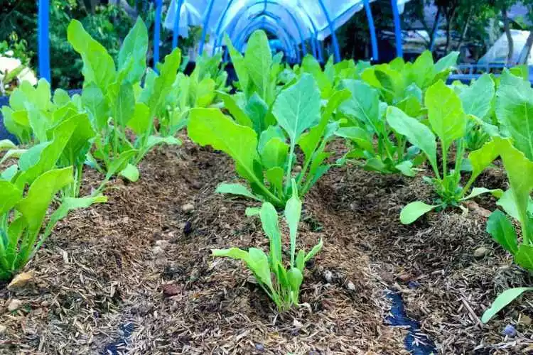 Spinach growth cycle