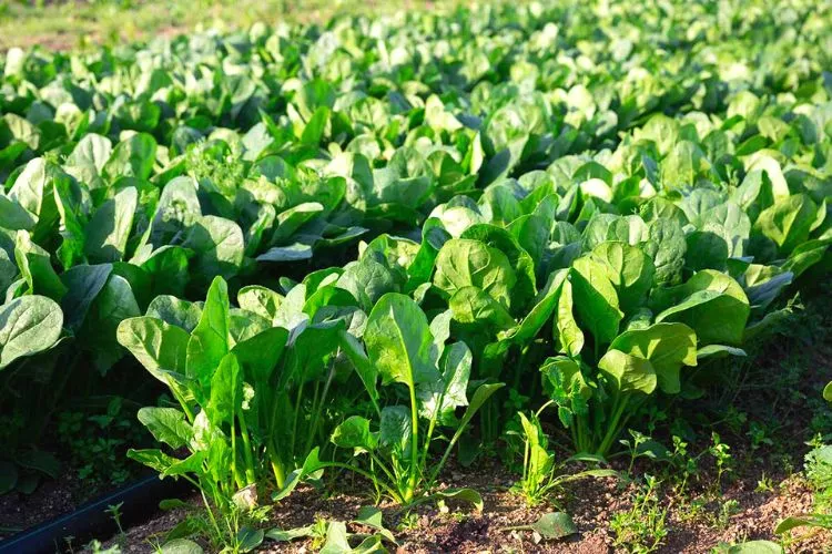 Spinach varieties