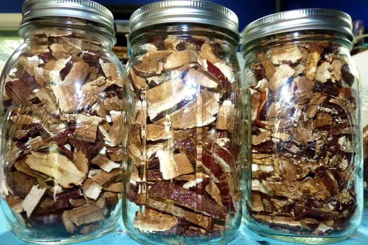 Storing Dried Reishi Mushrooms