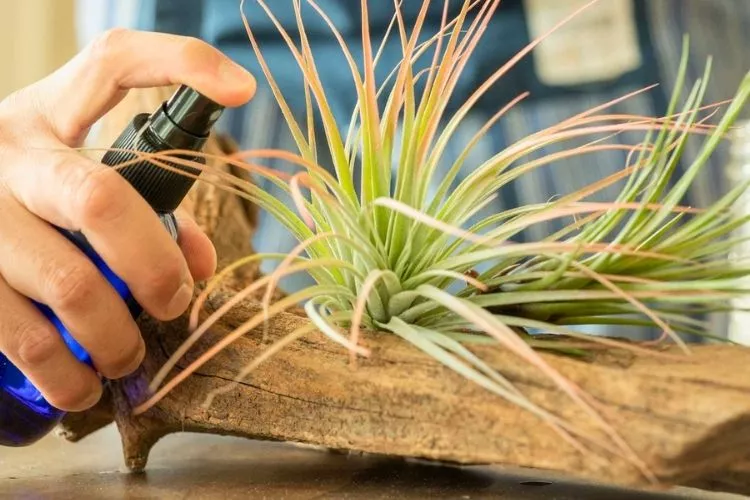 Symptoms of Toxicity in Humans and Pets by air plant