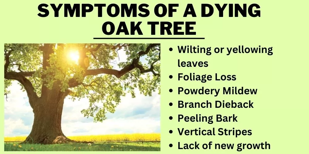 Symptoms of a dying oak tree