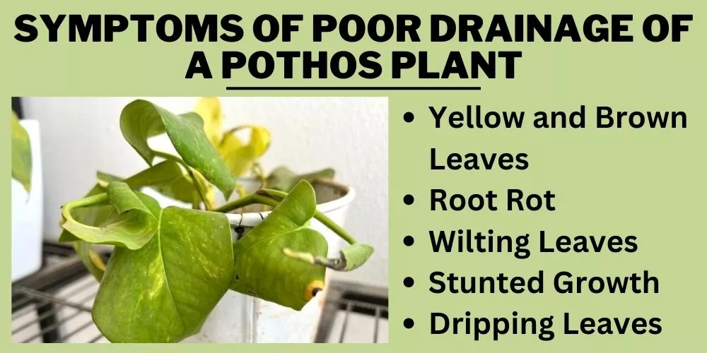 Symptoms of poor drainage of a Pothos plant