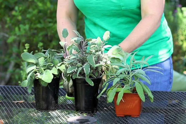 Techniques for Harvesting Sage without Killing the Plant