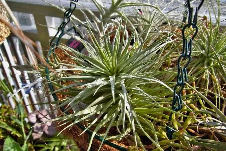 The different stages of growth of air plants