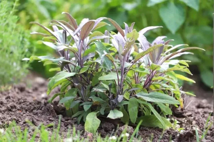 The importance of timing in sage harvest