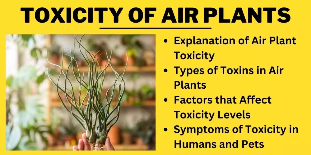 Toxicity of Air Plants