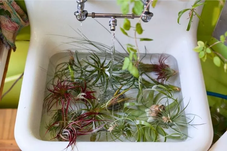 Types of Air Plants