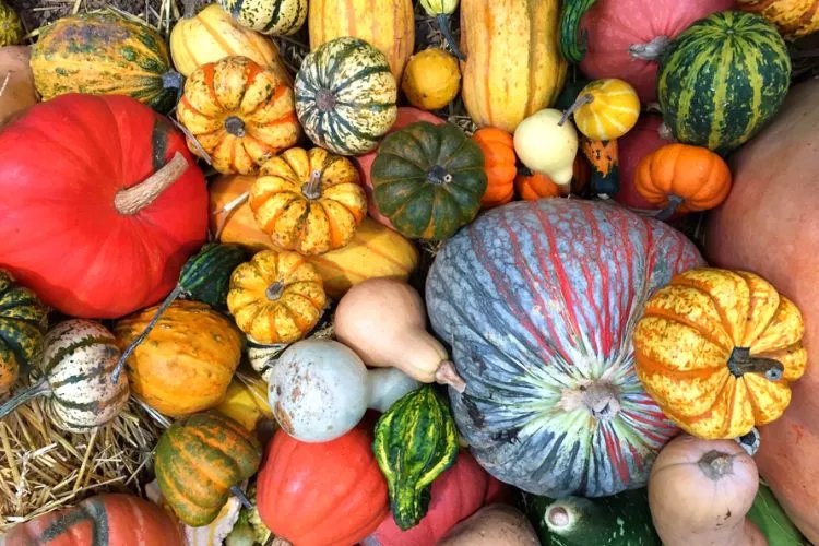 Types of Pumpkin (Edible and Ornamental)