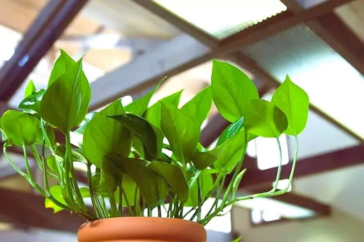 Understanding Pothos Plants