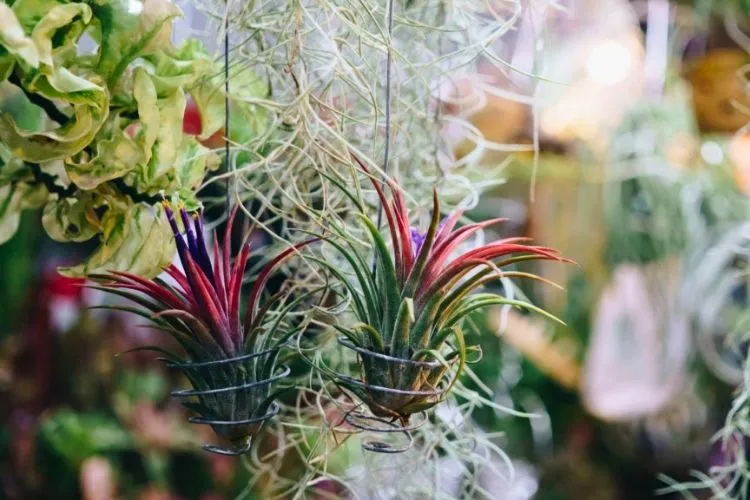 Using Air Plants in DIY Projects