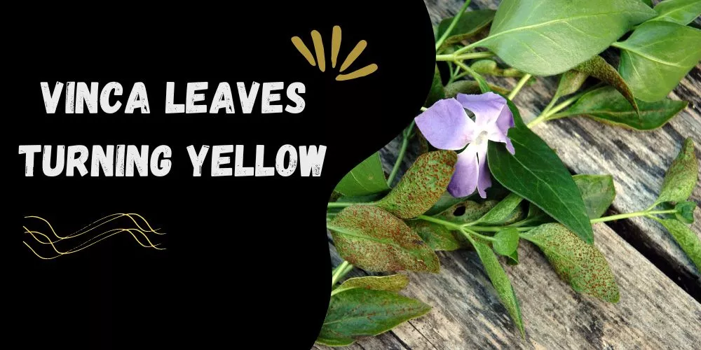 Vinca Leaves Turning Yellow