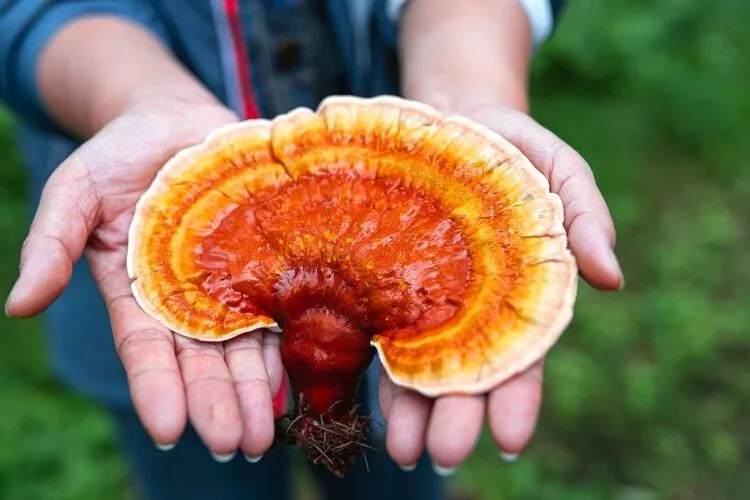 What Do Reishi Mushrooms Look Like