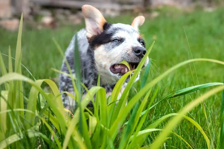 What are the best grooming practices for pet owners to follow to minimize the risk of grass seed-related injuries