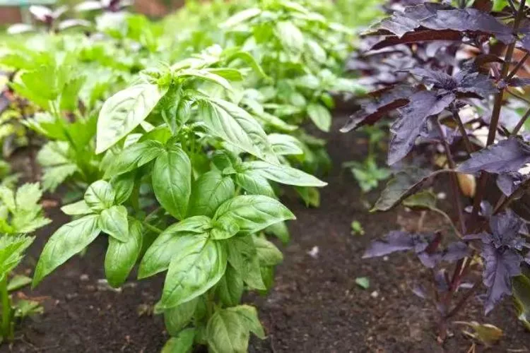 Where should I plant basil in my garden