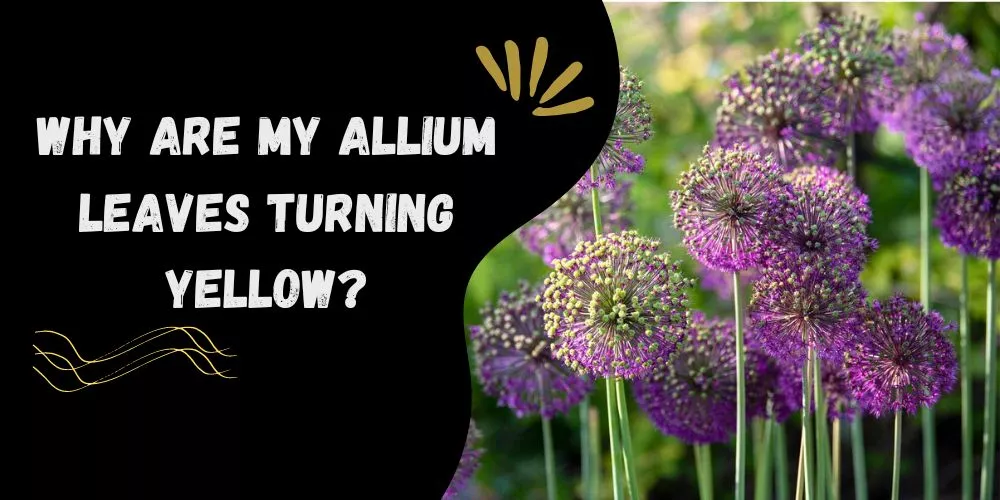 Why are My Allium Leaves Turning Yellow (detail guide)