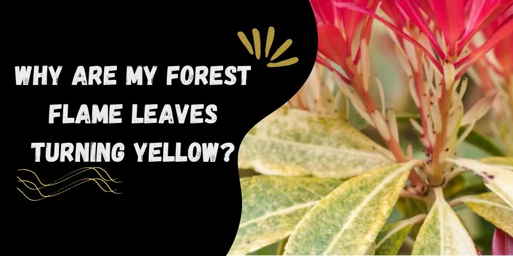 Why are My forest flame leaves turning yellow