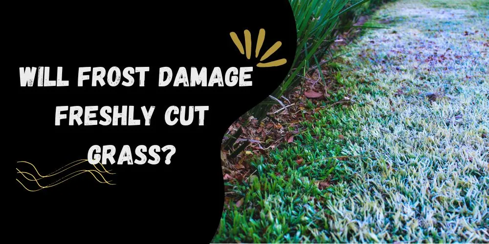 Will frost damage freshly cut grass