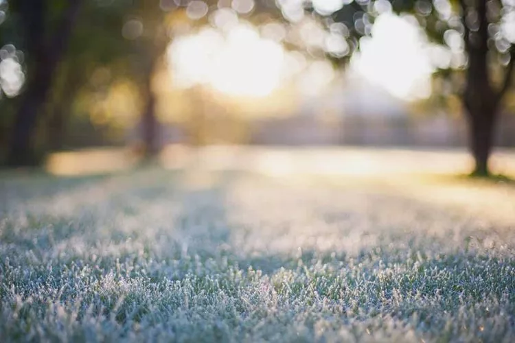 Will frost damage freshly cut grass