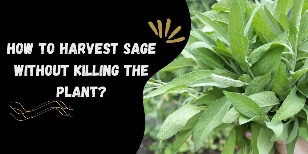 how to harvest sage without killing the plant