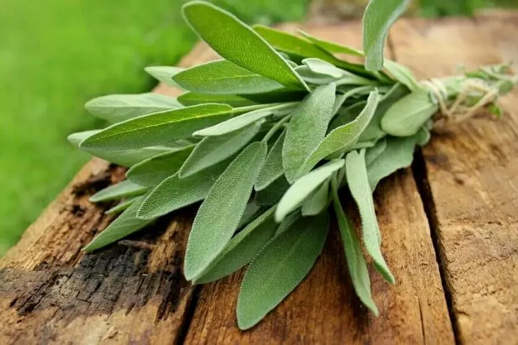 how to harvest sage without killing the plant