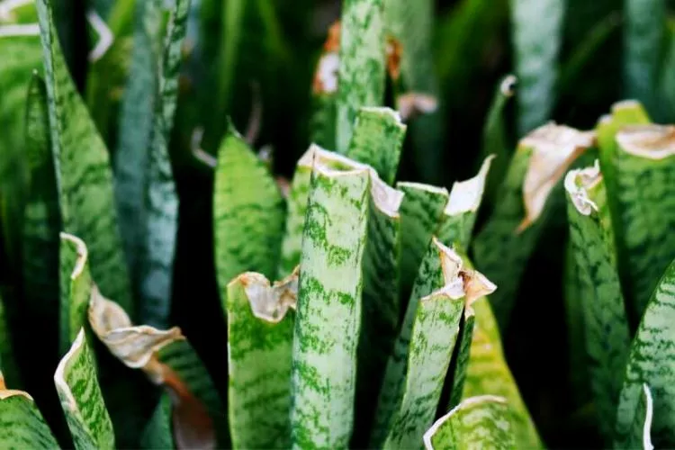 snake plant leaves splitting