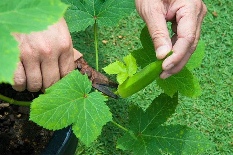 Additional Tips and Tricks for Growing Healthy Okra Plants