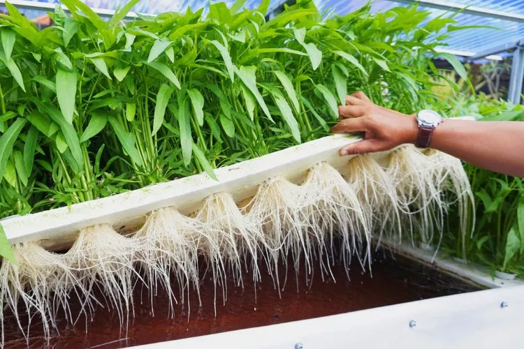 Advantages and Disadvantages of Hydroponic Growing