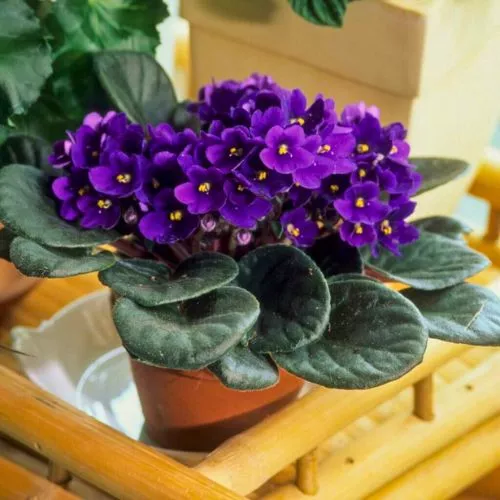 African violet 