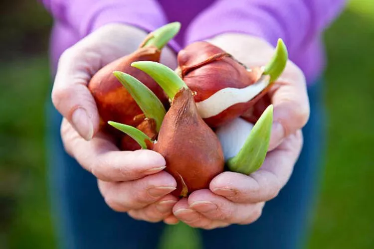 Anatomy of a Tulip Bulb