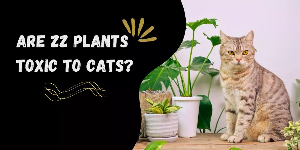 Are zz plants toxic to cats