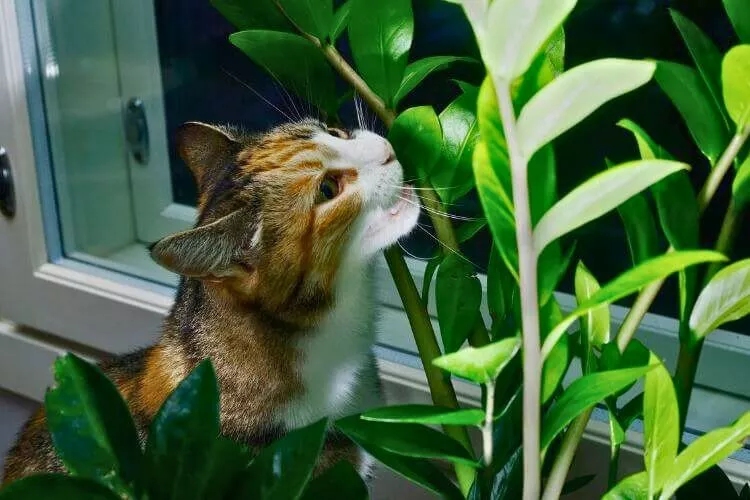 Are zz plants toxic to cats