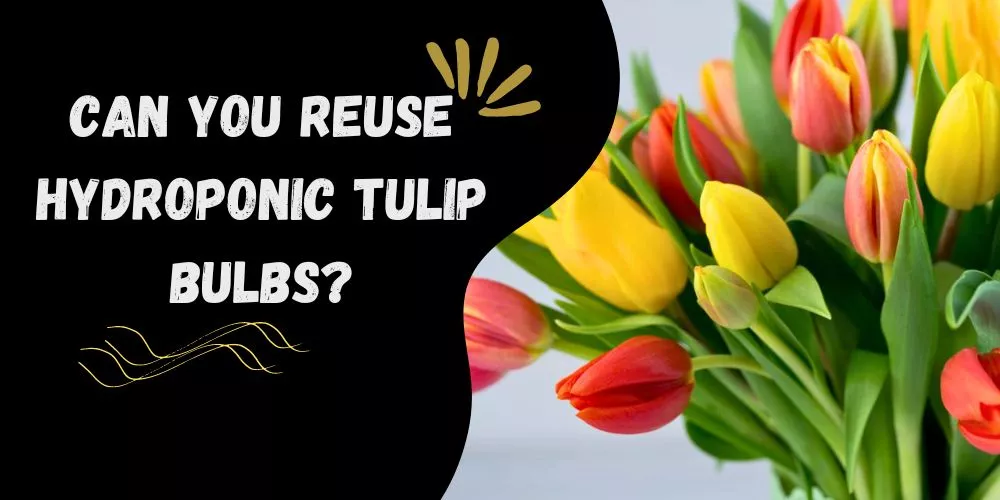 Can you reuse hydroponic tulip bulbs