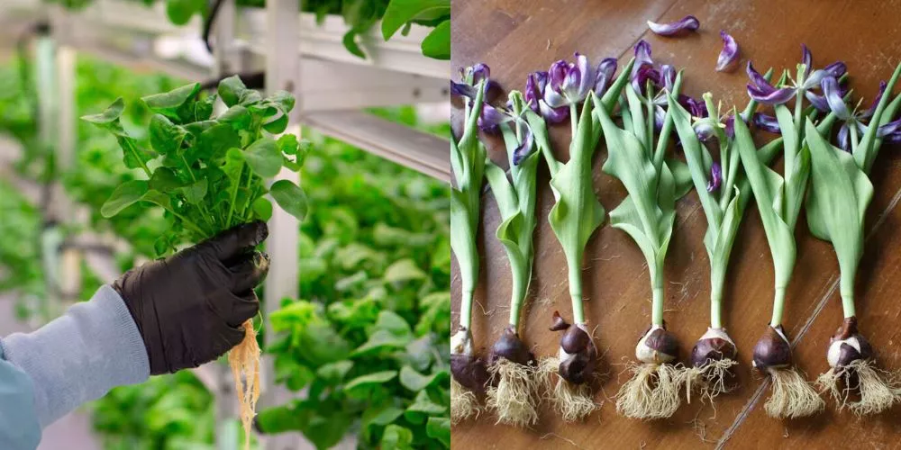 Can you reuse hydroponic tulip bulbs