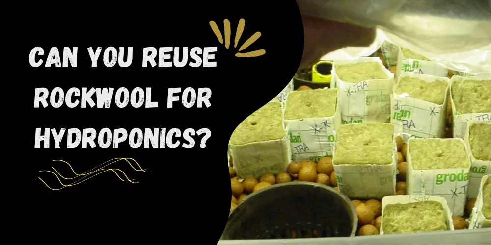 Can you reuse rockwool for hydroponics