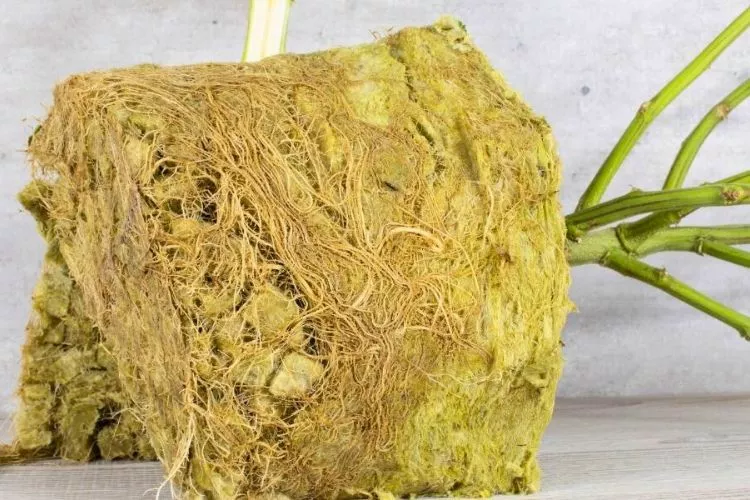 Can you reuse rockwool for hydroponics