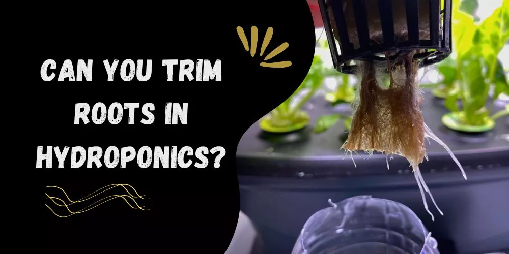 Can you trim roots in hydroponics