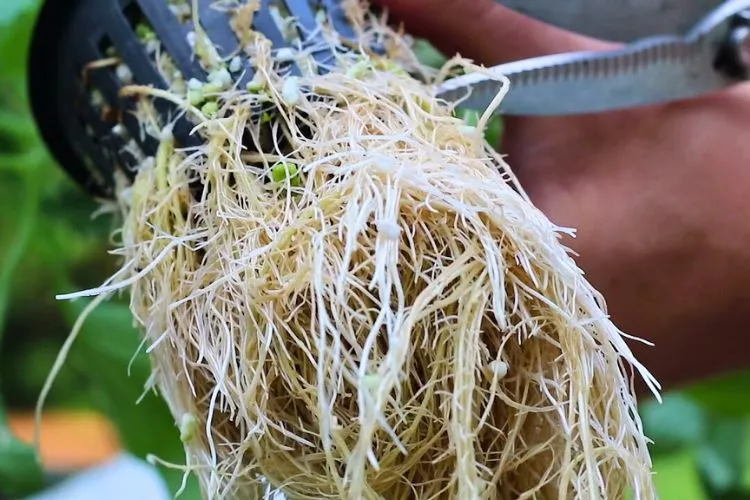 Can you trim roots in hydroponics