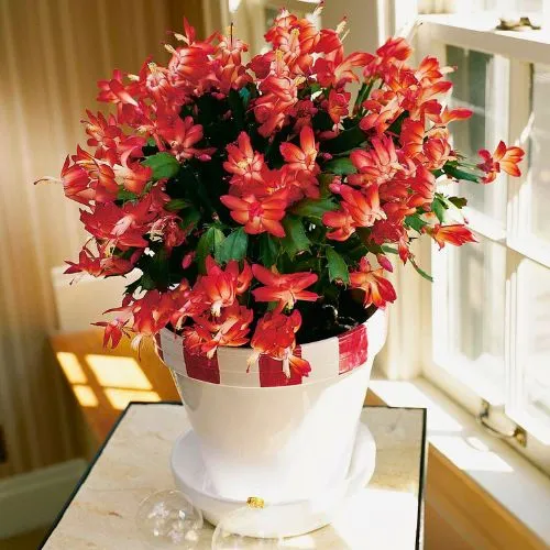 Christmas cactus 