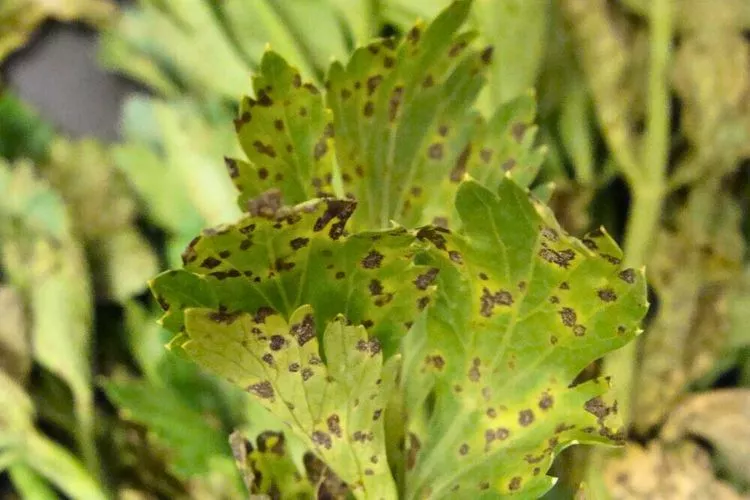 Common pests and diseases that affect celery