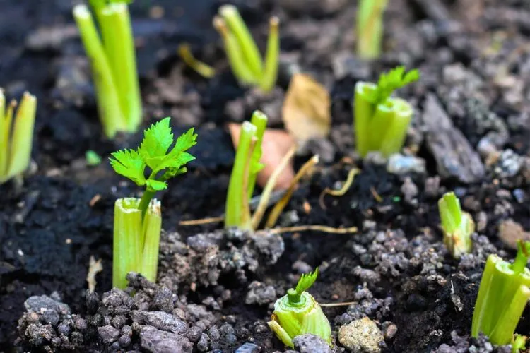 Cut the celery stalks from the plant