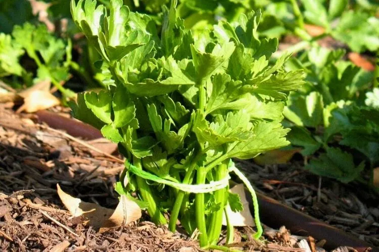 Cut the stalks at the base of the plant