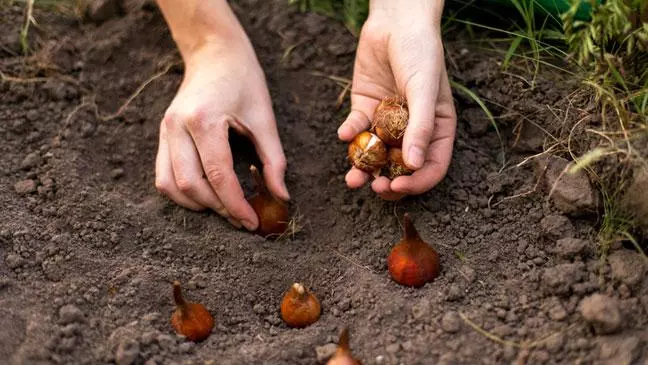 Differences Between Hydroponic and Traditional Soil-Grown Tulip Bulbs