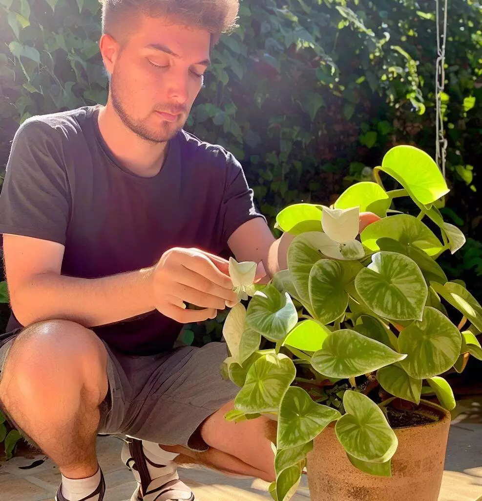 Displaying Ideas for Hoya Burtoniae and Bilobata