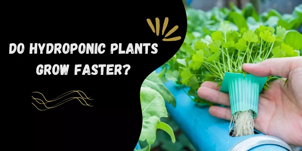 Do hydroponic plants grow faster