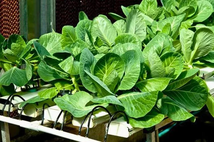 Do hydroponic plants grow faster