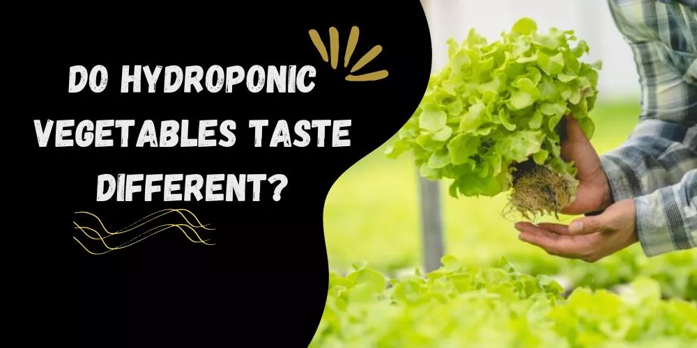 Do hydroponic vegetables taste different