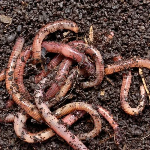 Earthworms 