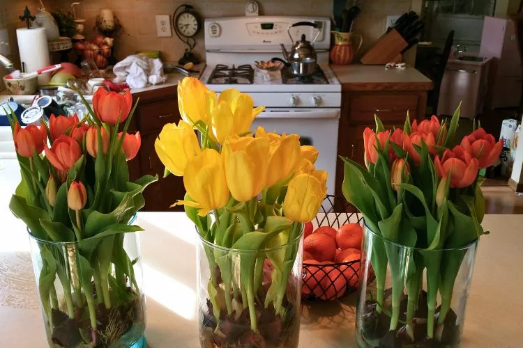 Extending the Lifespan of Hydroponic Tulip Bulbs