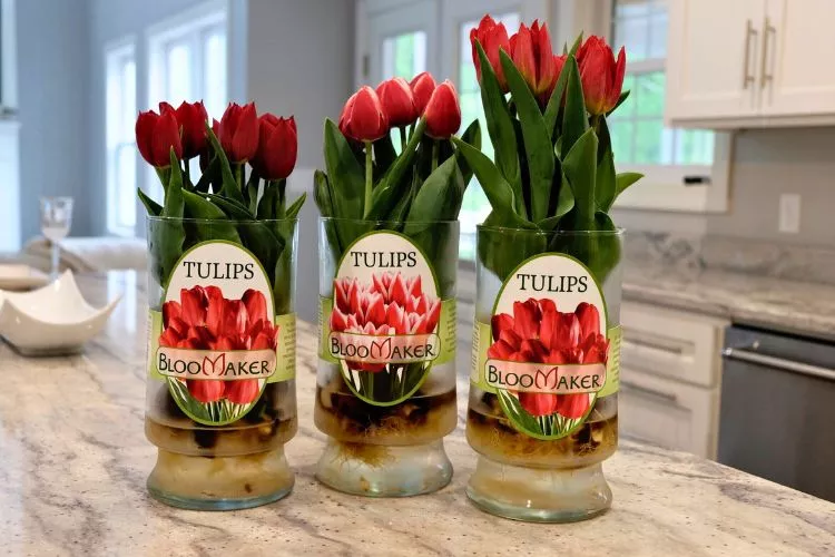 Factors That Affect the Lifespan of Hydroponic Tulip Bulbs