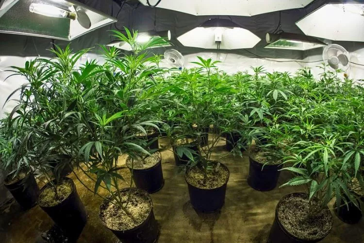 Factors that can influence the effectiveness of grow tents in keeping the smell in 